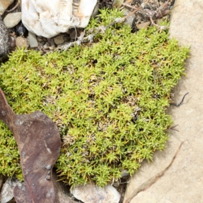 Unidentified Moss, Liverwort or Hornwort at Chakola, NSW - 15 Oct 2023 by AlisonMilton