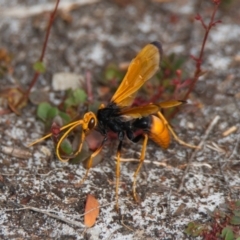 Unidentified Wasp (Hymenoptera, Apocrita) at Brunswick Heads, NSW - 19 Oct 2023 by macmad