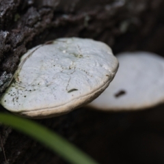 Unidentified Fungus at Brunswick Heads, NSW - 19 Oct 2023 by macmad