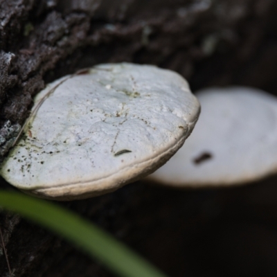 Unidentified Fungus at Brunswick Heads, NSW - 19 Oct 2023 by macmad