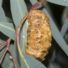 Fergusonina sp. (genus) (A gallfly) at Scullin, ACT - 14 Feb 2023 by AlisonMilton