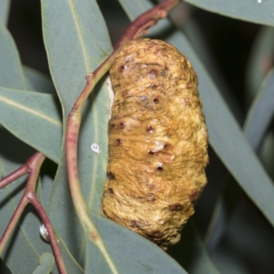 Fergusonina sp. (genus) (A gallfly) at Scullin, ACT - 14 Feb 2023 by AlisonMilton
