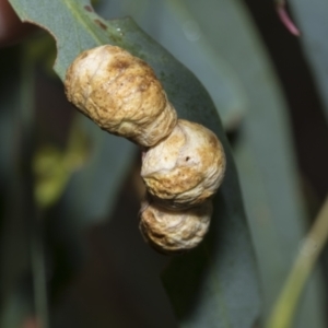 Fergusonina sp. (genus) at Scullin, ACT - 14 Feb 2023