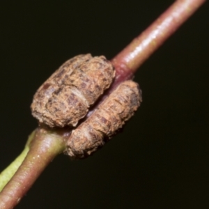 Fergusonina sp. (genus) at Scullin, ACT - 14 Feb 2023 09:32 AM