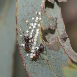 Glycaspis sp. (genus) at Scullin, ACT - 14 Feb 2023