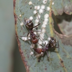 Glycaspis sp. (genus) at Scullin, ACT - 14 Feb 2023