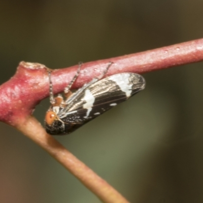 Eurymeloides pulchra (Gumtree hopper) at Scullin, ACT - 14 Feb 2023 by AlisonMilton