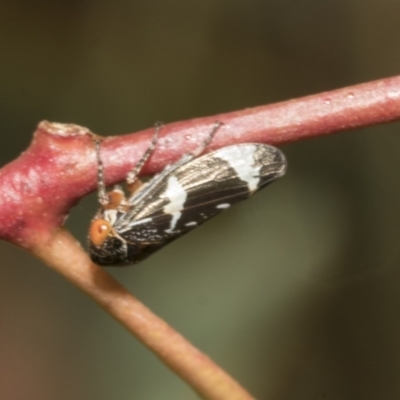 Eurymeloides pulchra (Gumtree hopper) at Scullin, ACT - 13 Feb 2023 by AlisonMilton