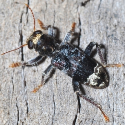 Stigmatium victoriae (Checkered beetle) at Yaouk, NSW - 18 Oct 2023 by Harrisi
