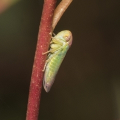 Rosopaella lopada (A leafhopper) at Scullin, ACT - 14 Feb 2023 by AlisonMilton