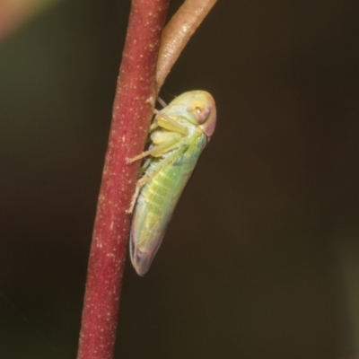 Rosopaella lopada (A leafhopper) at Scullin, ACT - 14 Feb 2023 by AlisonMilton