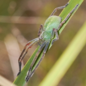 Sparassidae (family) at Rendezvous Creek, ACT - 18 Oct 2023 10:53 AM