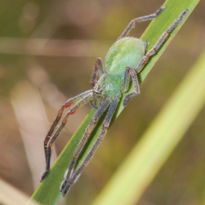 Sparassidae (family) (A Huntsman Spider) at Rendezvous Creek, ACT - 17 Oct 2023 by Harrisi