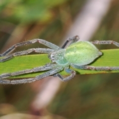 Sparassidae (family) at Rendezvous Creek, ACT - 18 Oct 2023 10:53 AM