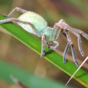 Sparassidae (family) at Rendezvous Creek, ACT - 18 Oct 2023 10:53 AM