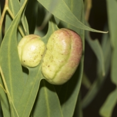 Eucalyptus insect gall at Scullin, ACT - 13 Feb 2023 by AlisonMilton