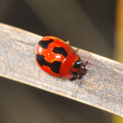 Peltoschema festiva (Leaf Beetle) at Rendezvous Creek, ACT - 18 Oct 2023 by Harrisi