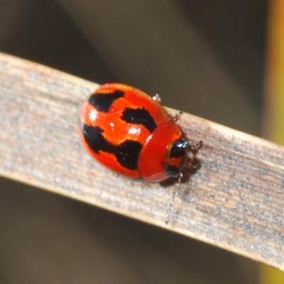 Peltoschema festiva (Leaf Beetle) at Namadgi National Park - 17 Oct 2023 by Harrisi