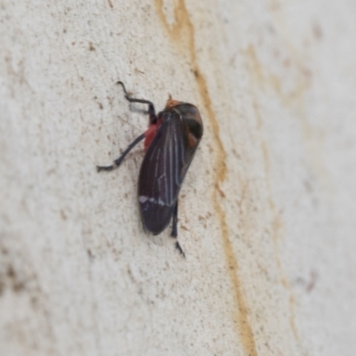 Eurymeloides lineata (Lined gumtree hopper) at Scullin, ACT - 13 Feb 2023 by AlisonMilton