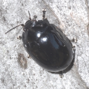 Paropsisterna angustipes at Yaouk, NSW - 18 Oct 2023