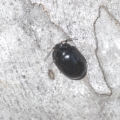 Paropsisterna angustipes at Yaouk, NSW - 18 Oct 2023