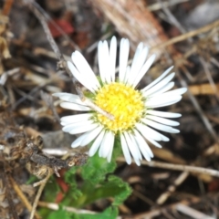 Calotis cuneifolia (Purple Burr-daisy) at Berridale, NSW - 11 Oct 2023 by Harrisi