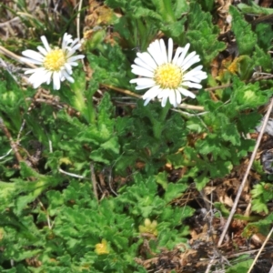 Calotis cuneifolia at Berridale, NSW - 11 Oct 2023