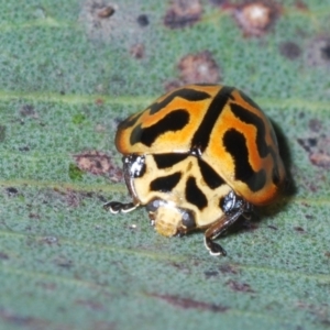 Cleobora mellyi at Yaouk, NSW - suppressed