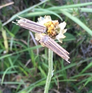 Clania lewinii & similar Casemoths at Burra Creek, NSW - 18 Oct 2023 06:49 PM