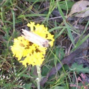 Clania lewinii & similar Casemoths at Burra Creek, NSW - 18 Oct 2023 06:49 PM