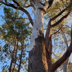 Eucalyptus pilularis (Blackbutt) at Merimbula, NSW - 19 Oct 2023 by Steve818