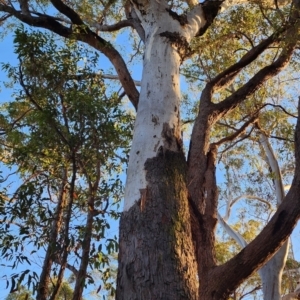 Eucalyptus pilularis at Merimbula, NSW - 20 Oct 2023