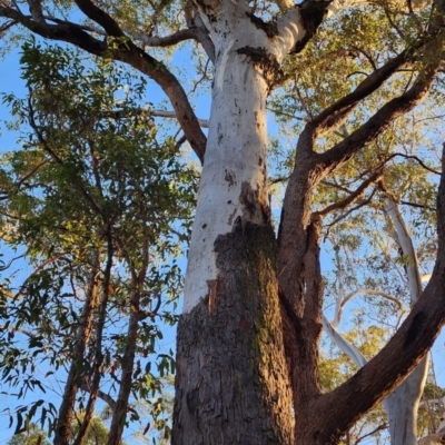 Eucalyptus pilularis (Blackbutt) at Pambula, NSW - 19 Oct 2023 by Steve818
