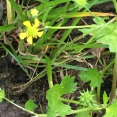 Ranunculus muricatus (Sharp Buttercup) at Burra Creek, NSW - 18 Oct 2023 by SuePolsen