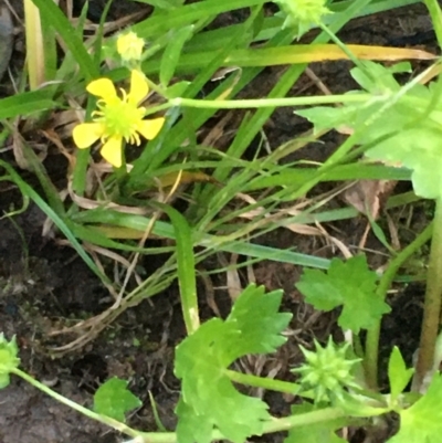 Ranunculus muricatus (Sharp Buttercup) at Burra Creek, NSW - 18 Oct 2023 by SuePolsen