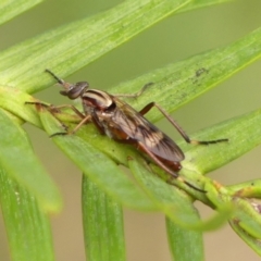 Ectinorhynchus sp. (genus) (A Stiletto Fly) at Braemar, NSW - 10 Oct 2023 by Curiosity