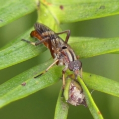 Ectinorhynchus sp. (genus) at Braemar, NSW - 10 Oct 2023