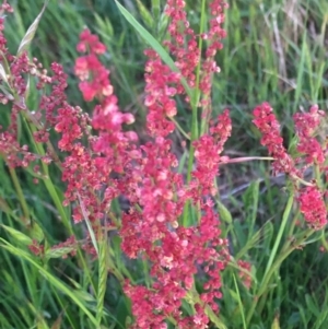 Rumex acetosella at Burra Creek, NSW - 18 Oct 2023