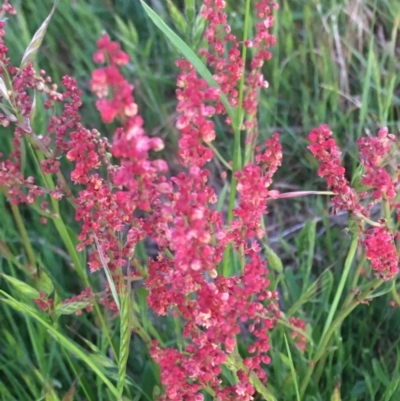 Rumex acetosella (Sheep Sorrel) at Burra Creek, NSW - 18 Oct 2023 by SuePolsen