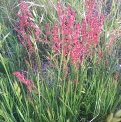 Rumex acetosella at Burra Creek, NSW - 18 Oct 2023