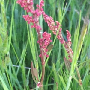 Rumex acetosella at Burra Creek, NSW - 18 Oct 2023