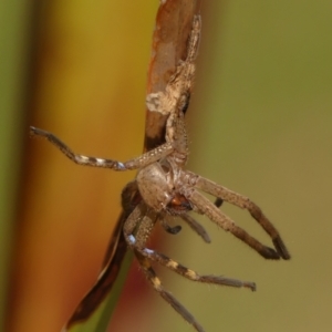 Neosparassus calligaster at Wingecarribee Local Government Area - 13 Oct 2023 11:24 AM