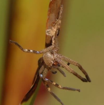 Neosparassus calligaster (Beautiful Badge Huntsman) at Wingecarribee Local Government Area - 13 Oct 2023 by Curiosity