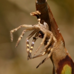 Neosparassus calligaster at Wingecarribee Local Government Area - 13 Oct 2023 11:24 AM