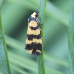 Thallarcha partita (Dark-banded Footman) at Braemar, NSW - 13 Oct 2023 by Curiosity