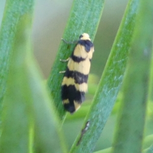 Thallarcha partita at Braemar, NSW - 13 Oct 2023 07:07 AM