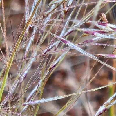 Austrostipa sp. (A Corkscrew Grass) at Stromlo, ACT - 19 Oct 2023 by UserBiZvQDJI