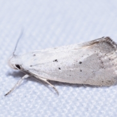 Thalerotricha mylicella (A concealer moth) at QPRC LGA - 19 Oct 2023 by DianneClarke