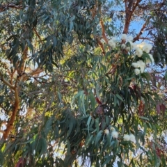 Corymbia eximia (Yellow Bloodwood) at Bournda, NSW - 19 Oct 2023 by Steve818
