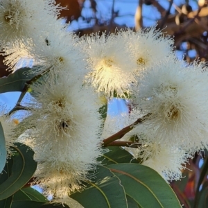 Corymbia eximia at Bournda, NSW - 20 Oct 2023